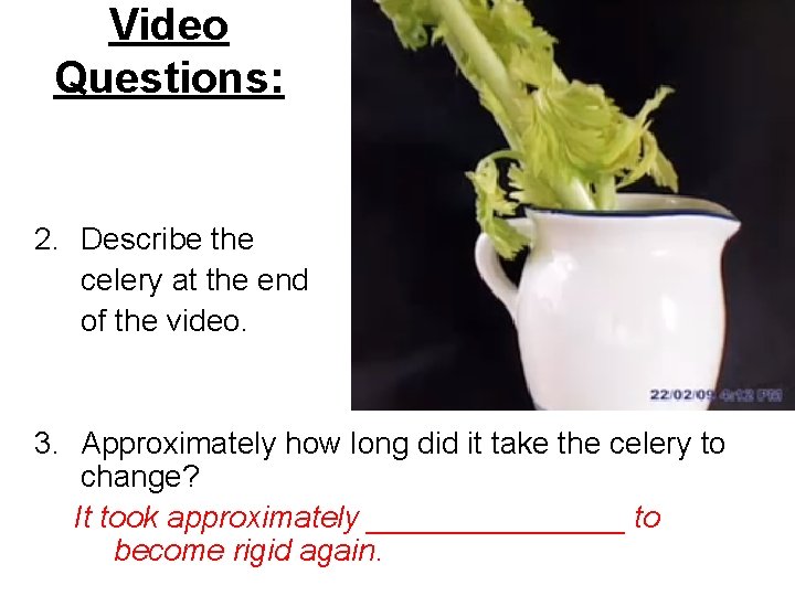 Video Questions: 2. Describe the celery at the end of the video. 3. Approximately