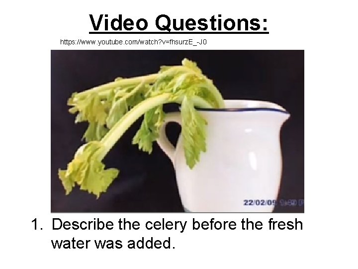 Video Questions: https: //www. youtube. com/watch? v=fhsurz. E_-J 0 1. Describe the celery before