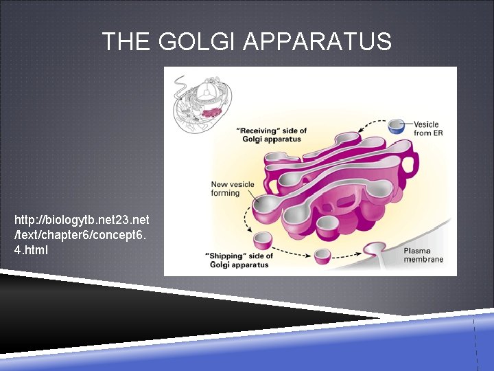 THE GOLGI APPARATUS http: //biologytb. net 23. net /text/chapter 6/concept 6. 4. html 