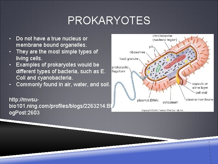 PROKARYOTES • Do not have a true nucleus or membrane bound organelles. • They