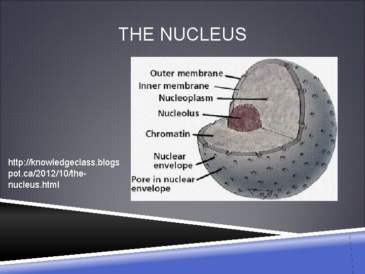 THE NUCLEUS http: //knowledgeclass. blogs pot. ca/2012/10/thenucleus. html 