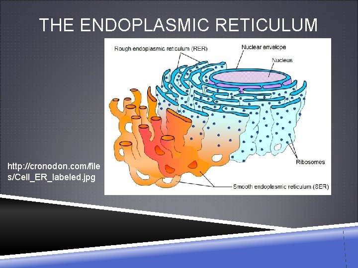 THE ENDOPLASMIC RETICULUM http: //cronodon. com/file s/Cell_ER_labeled. jpg 