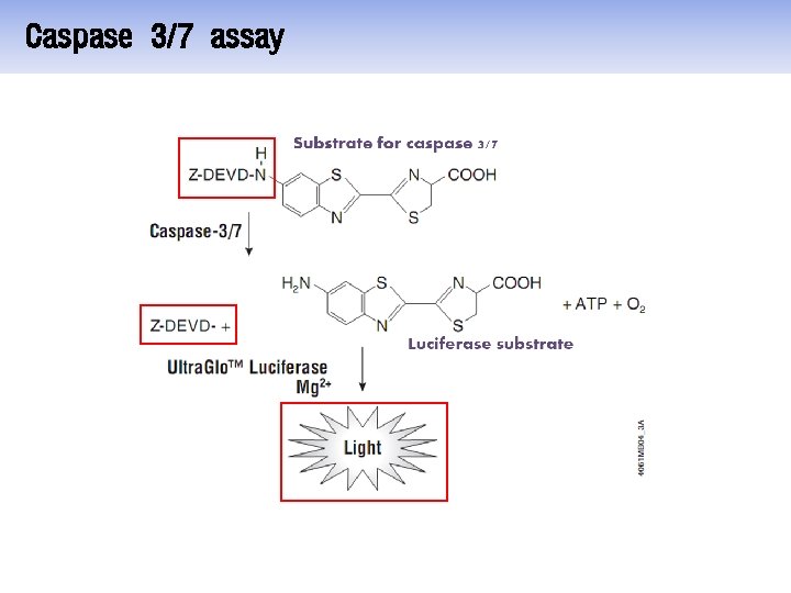 Genotoxic stress I Caspase 37 activation by UV