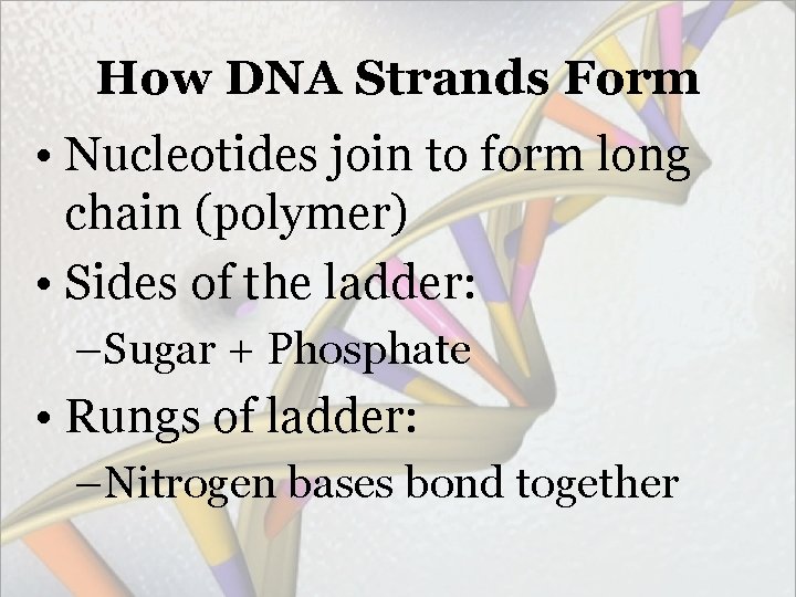 How DNA Strands Form • Nucleotides join to form long chain (polymer) • Sides