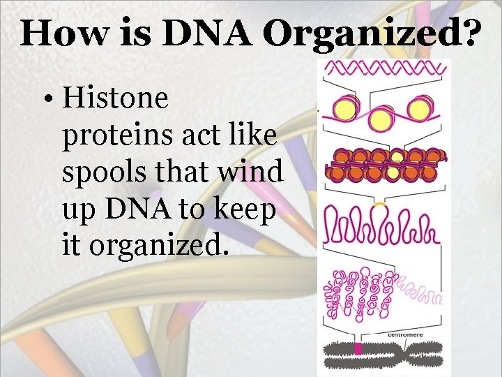 How is DNA Organized? • Histone proteins act like spools that wind up DNA