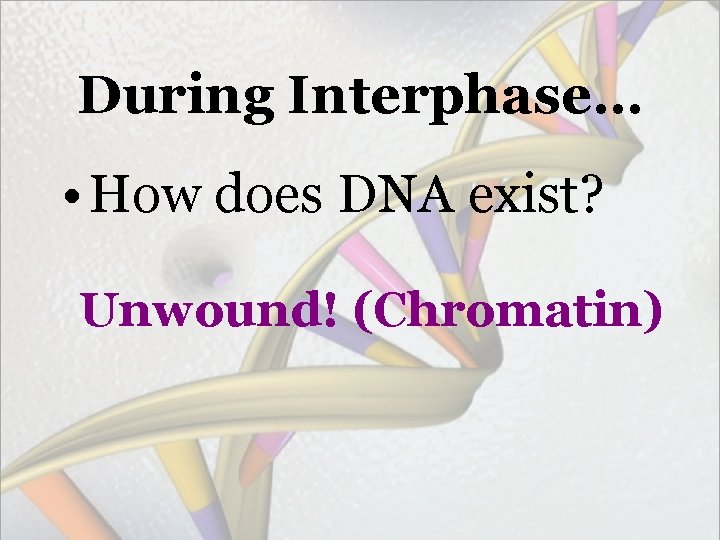 During Interphase… • How does DNA exist? Unwound! (Chromatin) 