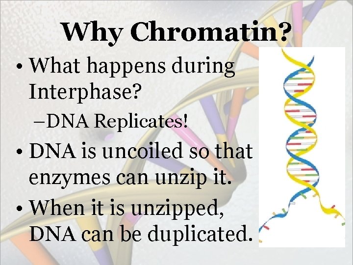 Why Chromatin? • What happens during Interphase? –DNA Replicates! • DNA is uncoiled so