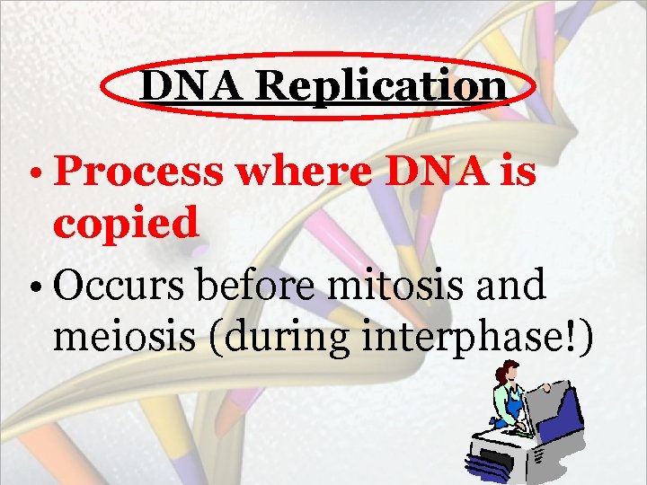 DNA Replication • Process where DNA is copied • Occurs before mitosis and meiosis