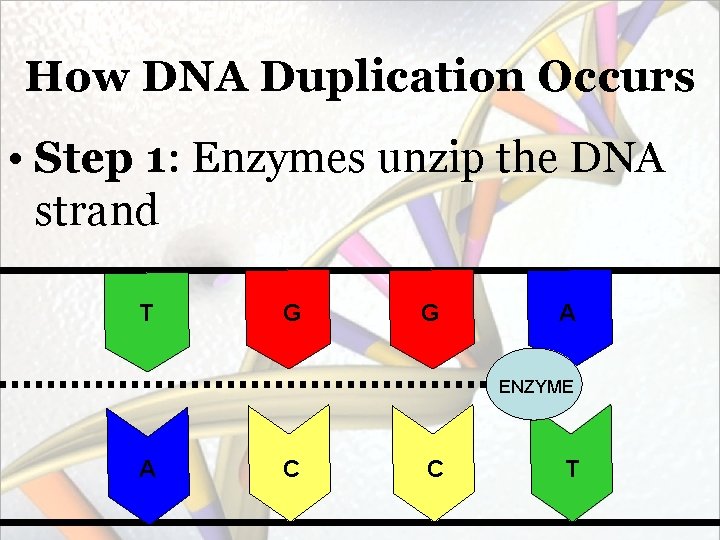 How DNA Duplication Occurs • Step 1: Enzymes unzip the DNA strand T G