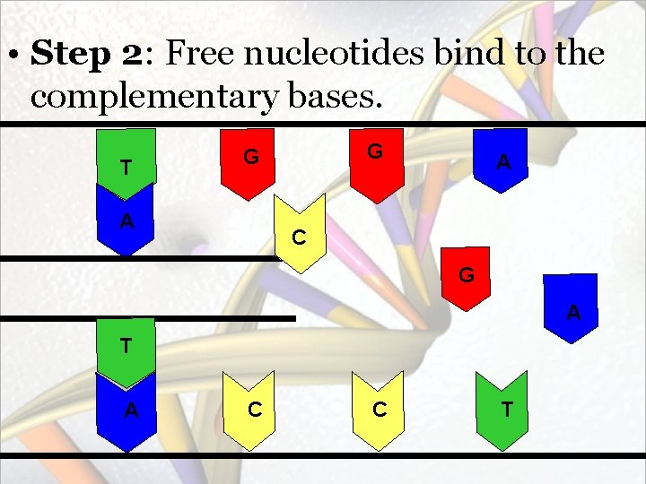  • Step 2: Free nucleotides bind to the complementary bases. T G G
