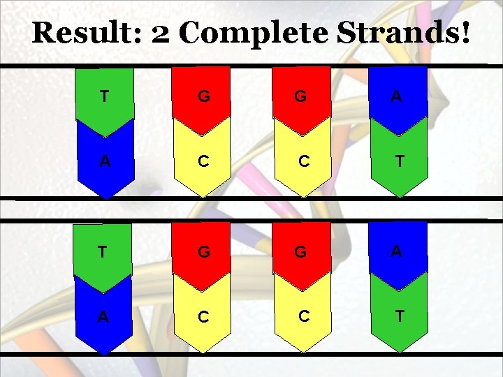 Result: 2 Complete Strands! T G G A A C C T 