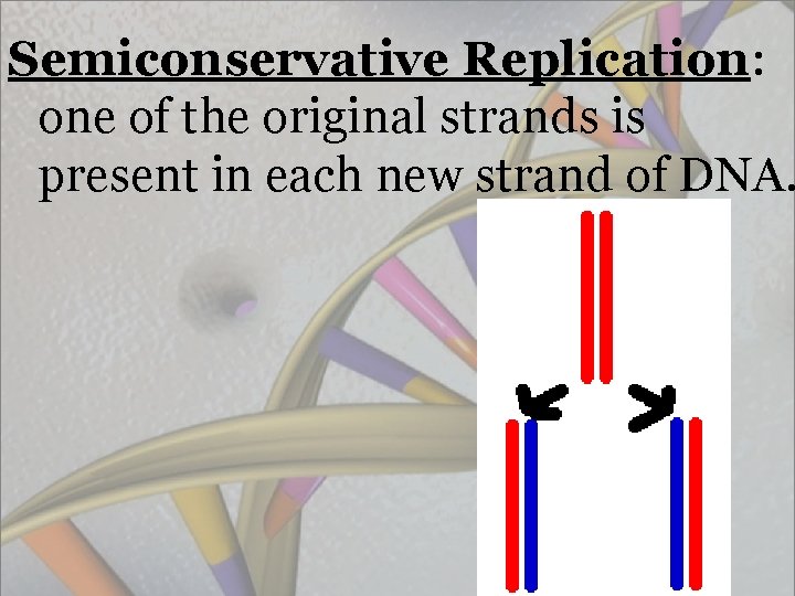 Semiconservative Replication: one of the original strands is present in each new strand of