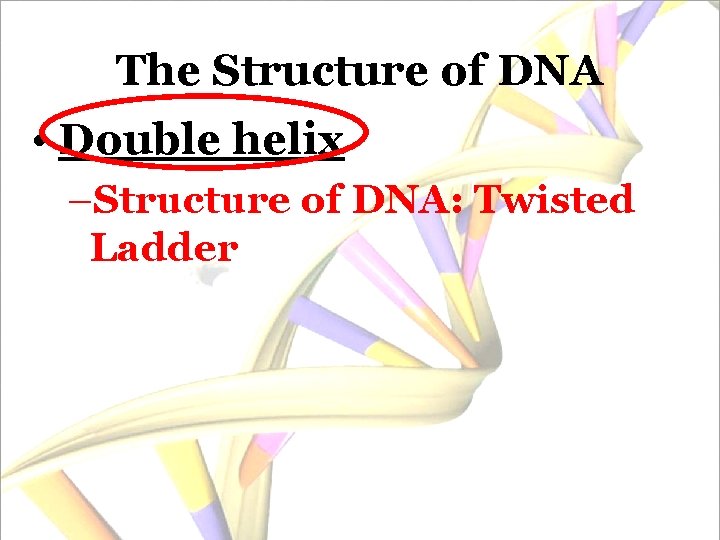 The Structure of DNA • Double helix –Structure of DNA: Twisted Ladder 