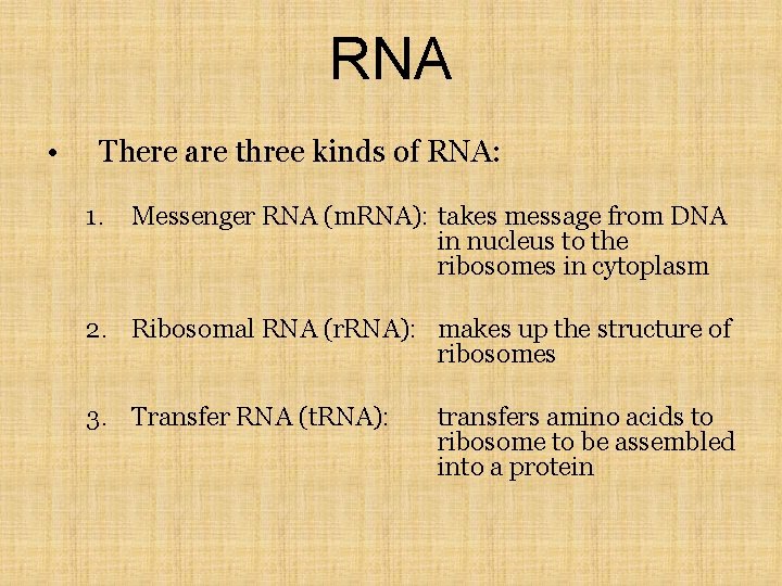 RNA • There are three kinds of RNA: 1. Messenger RNA (m. RNA): takes