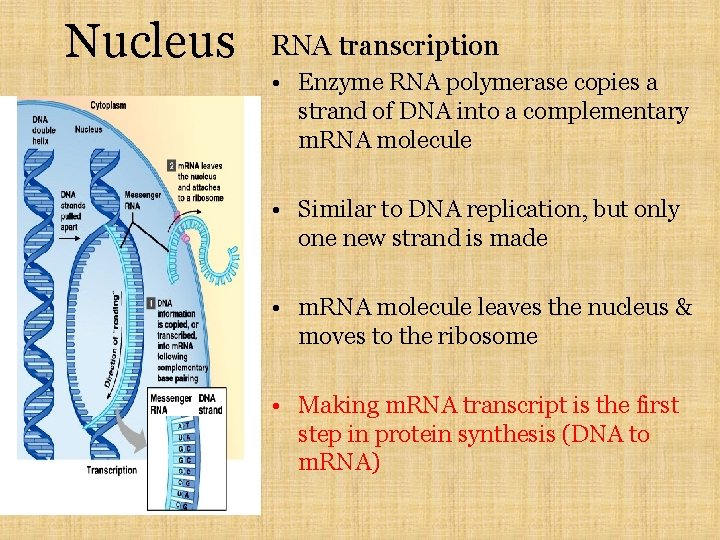 Nucleus RNA transcription • Enzyme RNA polymerase copies a strand of DNA into a