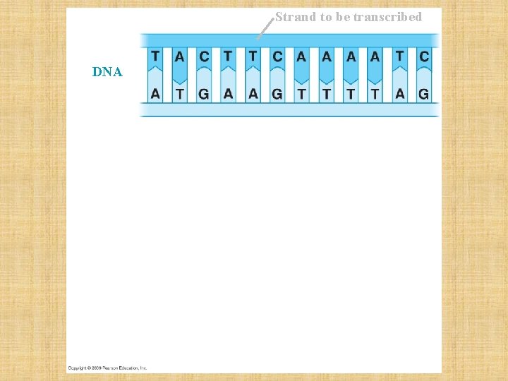 Strand to be transcribed DNA 