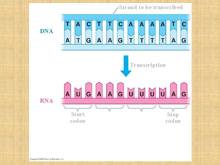 Strand to be transcribed DNA Transcription RNA Start codon Stop codon 