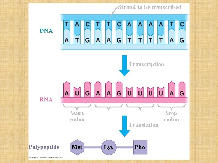 Strand to be transcribed DNA Transcription RNA Start codon Polypeptide Met Translation Lys Phe
