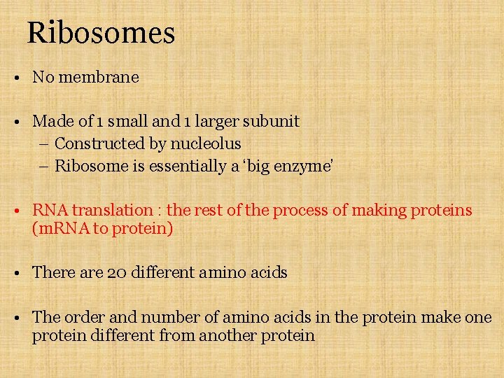 Ribosomes • No membrane • Made of 1 small and 1 larger subunit –