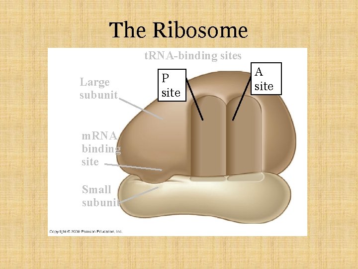 The Ribosome t. RNA-binding sites Large subunit m. RNA binding site Small subunit P