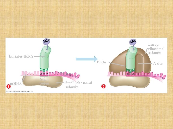 Met Initiator t. RNA P site 1 m. RNA Start codon Small ribosomal subunit