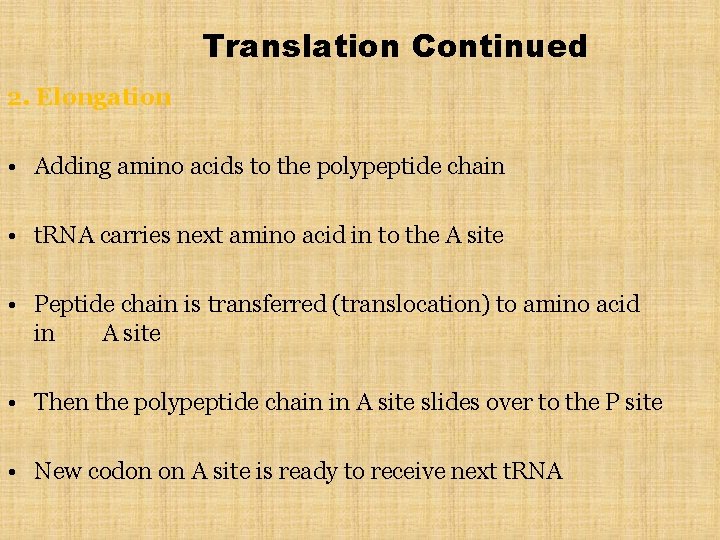 Translation Continued 2. Elongation • Adding amino acids to the polypeptide chain • t.