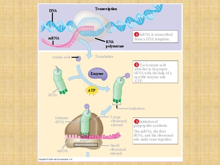 Transcription DNA m. RNA polymerase 1 m. RNA is transcribed from a DNA template.