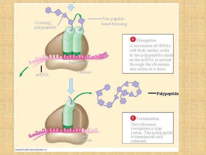 New peptide bond forming Growing polypeptide 4 Elongation m. RNA Codons A succession of