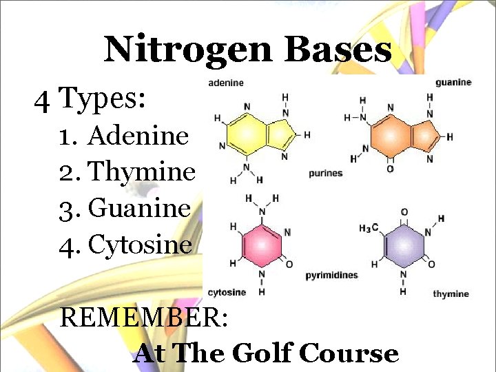 Nitrogen Bases 4 Types: 1. Adenine 2. Thymine 3. Guanine 4. Cytosine REMEMBER: At