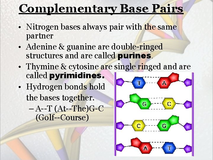 Complementary Base Pairs • Nitrogen bases always pair with the same partner • Adenine
