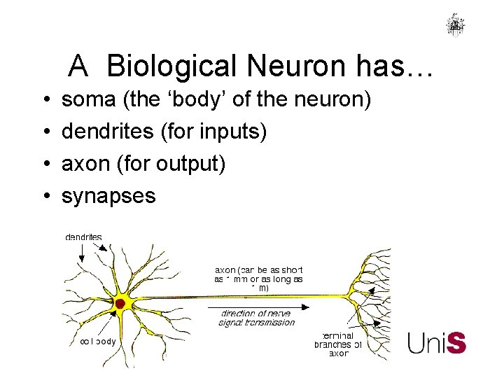 A Biological Neuron has… • • soma (the ‘body’ of the neuron) dendrites (for