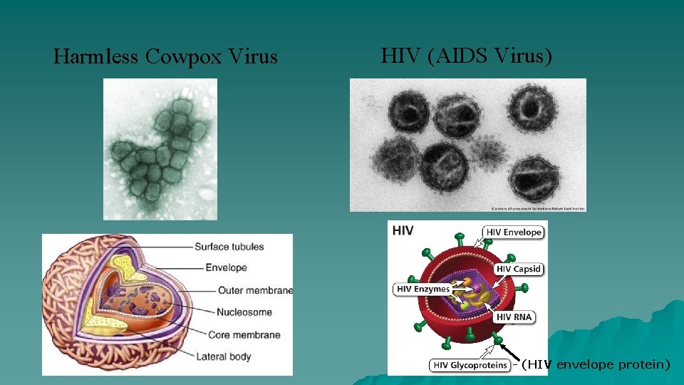 Harmless Cowpox Virus HIV (AIDS Virus) - (HIV envelope protein) 