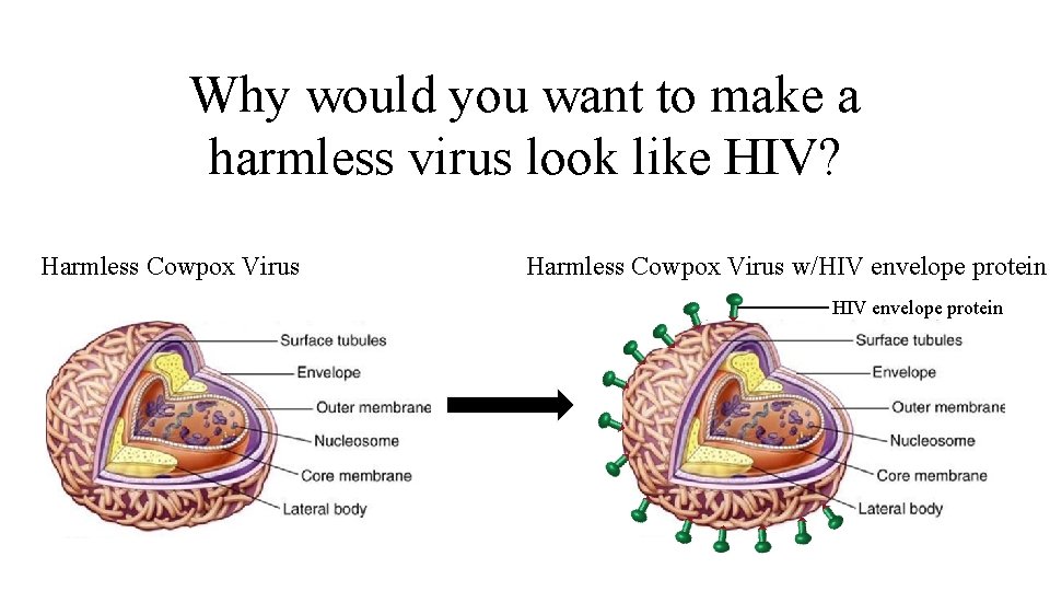Why would you want to make a harmless virus look like HIV? Harmless Cowpox