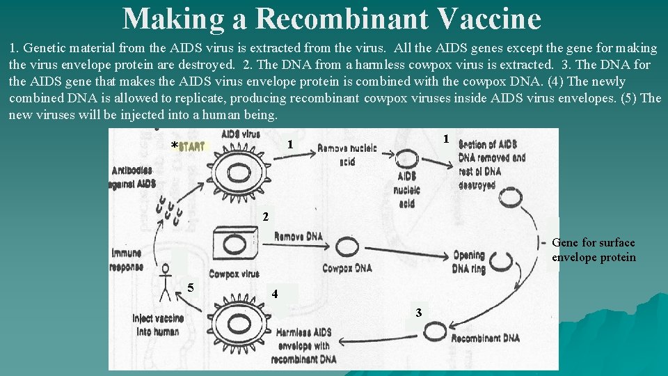 Making a Recombinant Vaccine 1. Genetic material from the AIDS virus is extracted from
