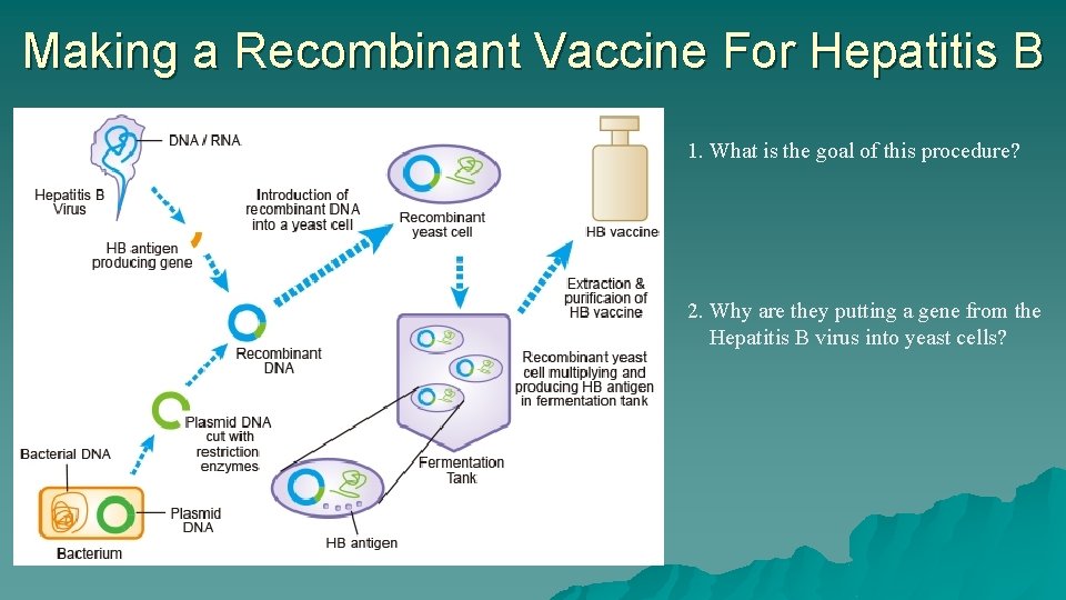 Making a Recombinant Vaccine For Hepatitis B 1. What is the goal of this