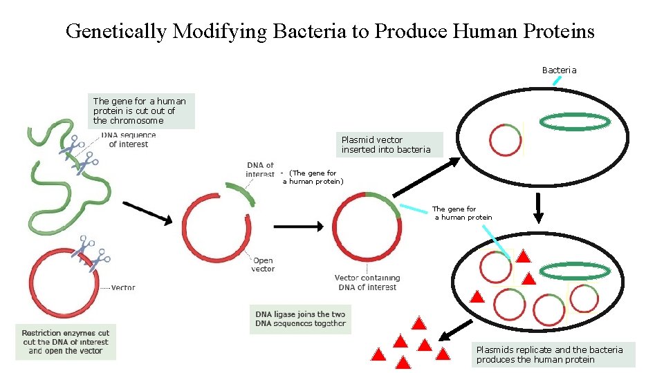 Genetically Modifying Bacteria to Produce Human Proteins Bacteria The gene for a human protein