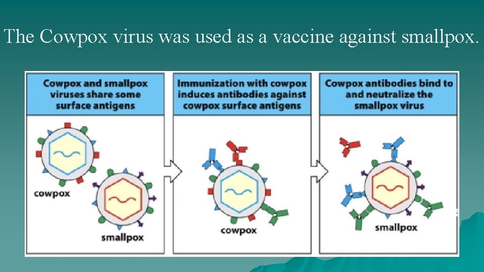 The Cowpox virus was used as a vaccine against smallpox. 