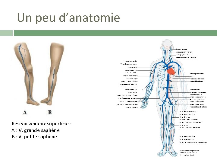 Un peu d’anatomie Réseau veineux superficiel: A : V. grande saphène B : V.