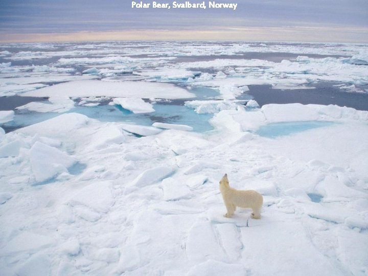 Polar Bear, Svalbard, Norway 