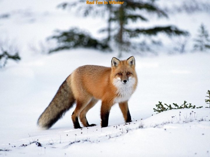 Red Fox in Winter 