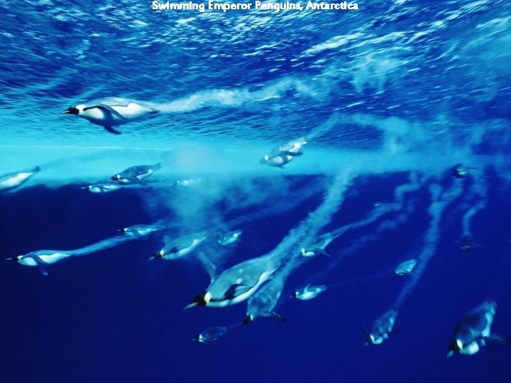 Swimming Emperor Penguins, Antarctica 