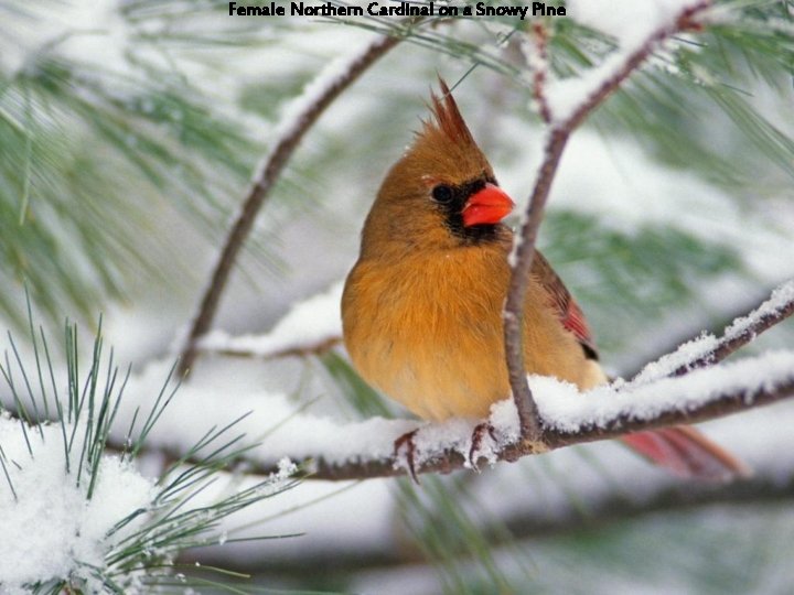 Female Northern Cardinal on a Snowy Pine 