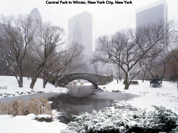 Central Park in Winter, New York City, New York 