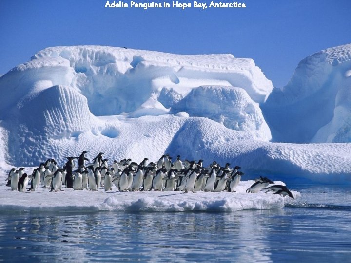 Adelie Penguins in Hope Bay, Antarctica 