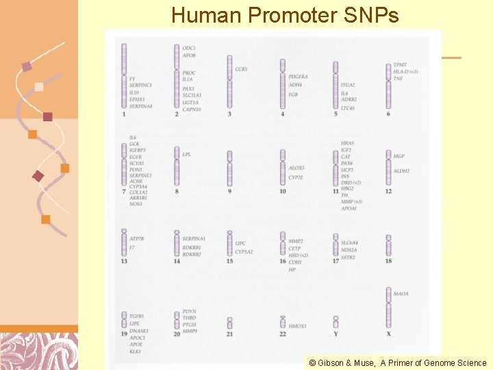 Human Promoter SNPs © Gibson & Muse, A Primer of Genome Science Doug Brutlag