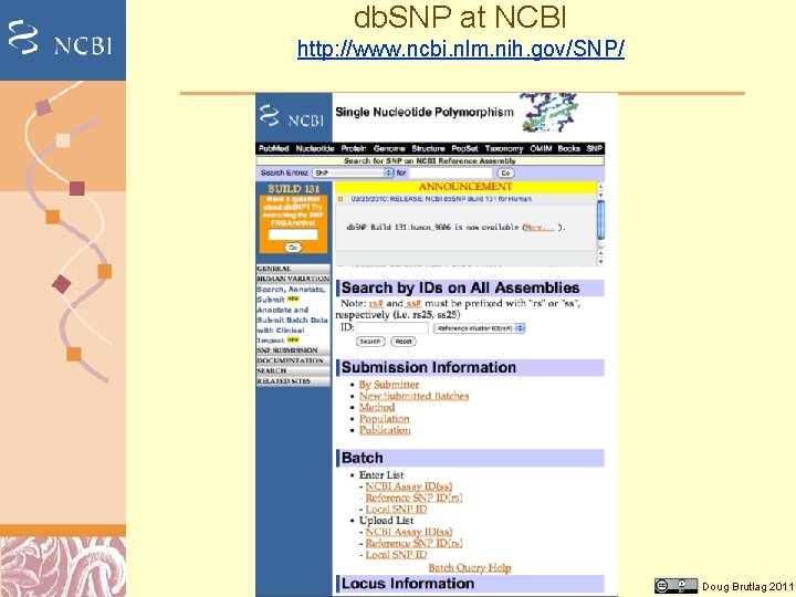 db. SNP at NCBI http: //www. ncbi. nlm. nih. gov/SNP/ Doug Brutlag 2011 