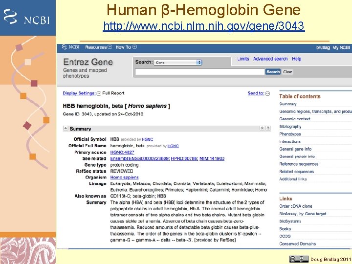 Human β-Hemoglobin Gene http: //www. ncbi. nlm. nih. gov/gene/3043 Doug Brutlag 2011 