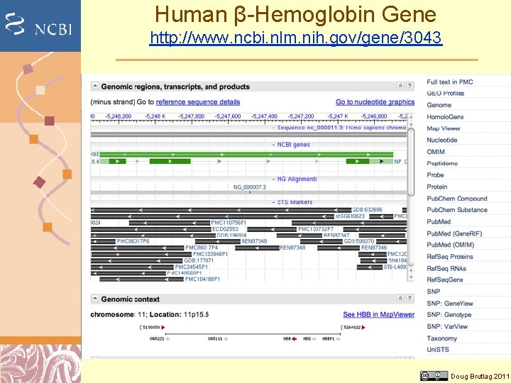 Human β-Hemoglobin Gene http: //www. ncbi. nlm. nih. gov/gene/3043 Doug Brutlag 2011 