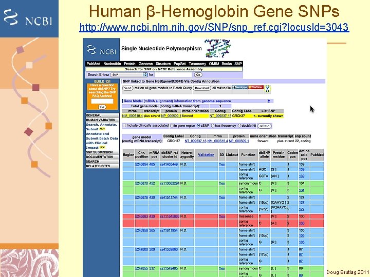 Human β-Hemoglobin Gene SNPs http: //www. ncbi. nlm. nih. gov/SNP/snp_ref. cgi? locus. Id=3043 Doug