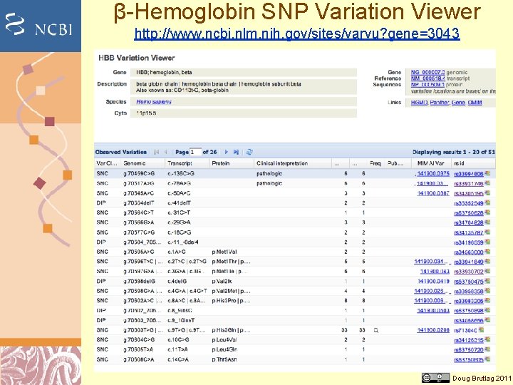 β-Hemoglobin SNP Variation Viewer http: //www. ncbi. nlm. nih. gov/sites/varvu? gene=3043 Doug Brutlag 2011